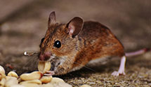 24 Hour & Emergency Exterminators in Dubois, IL